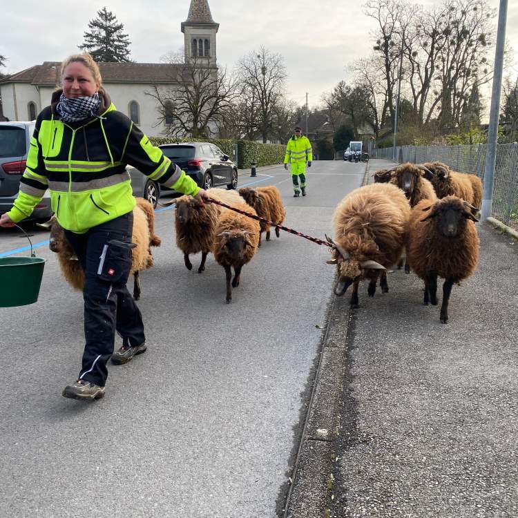 Les moutons Roux du Valais quittent La fermette pour se rendre au parc de la Mairie où ils séjourneront une dizaine de jours, histoire de tondre l’herbe. © DR