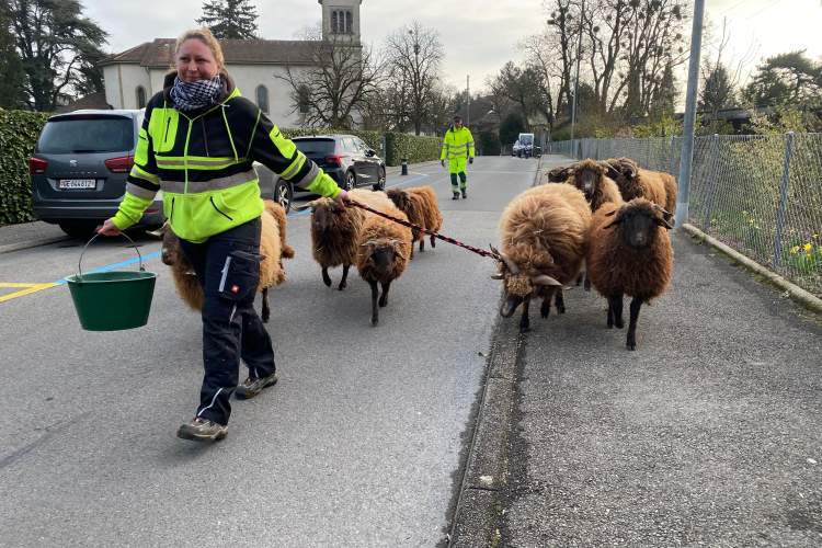 Les moutons Roux du Valais quittent La fermette pour se rendre au parc de la Mairie où ils séjourneront une dizaine de jours, histoire de tondre l’herbe. © DR