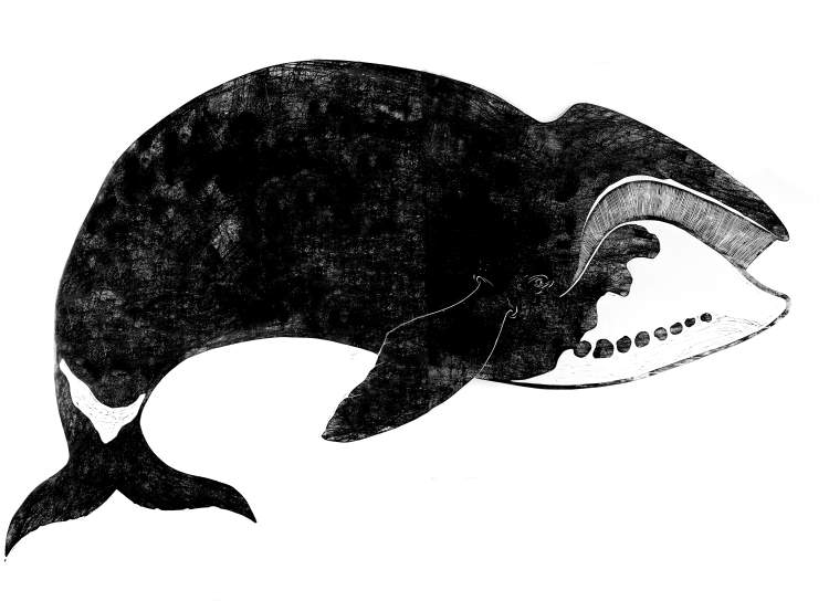 Baleine (gravure de Fanny Kopp)